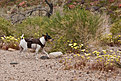 Dusty in the flowers